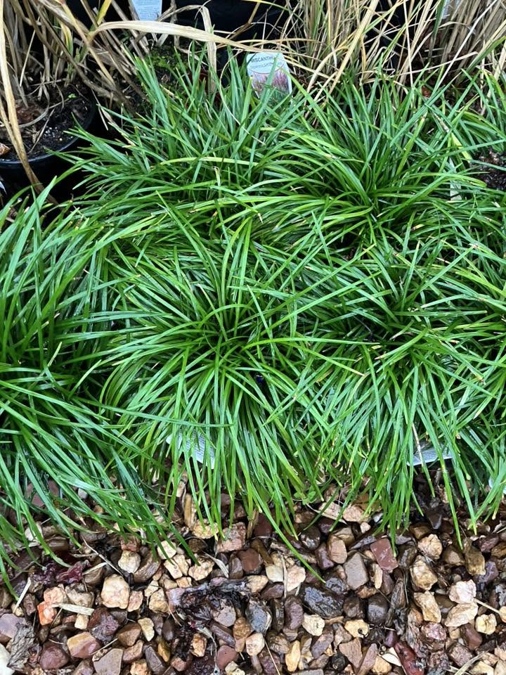 Bridgewater Nursery